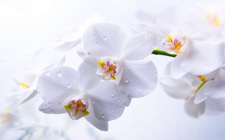 Buy beautiful orchids bouquet online in Pune