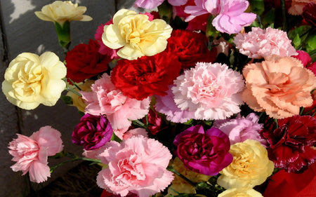 Buy the best Carnation Bouquets in Pune