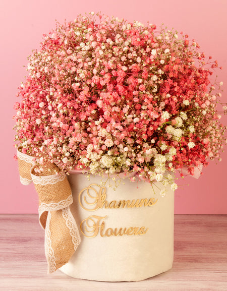 flower delivery to pune - pink Gypsophilia arranged in a round box. 